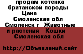 продам котенка британской породы › Цена ­ 3 000 - Смоленская обл., Смоленск г. Животные и растения » Кошки   . Смоленская обл.